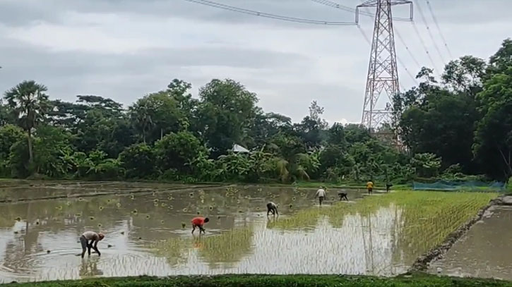 কচুয়ায় আউশ ধান চাষে ব্যস্ত কৃষক