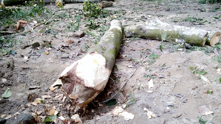 অনুমোদন ছাড়াই বিদ্যালয়ের গাছ কাটলেন প্রধান শিক্ষক